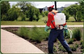 Licensed operative spraying weeds on a path